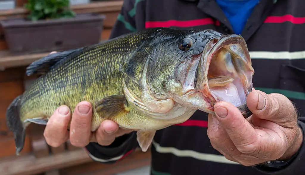 Best Tasting Freshwater Fish to Eat: Bass