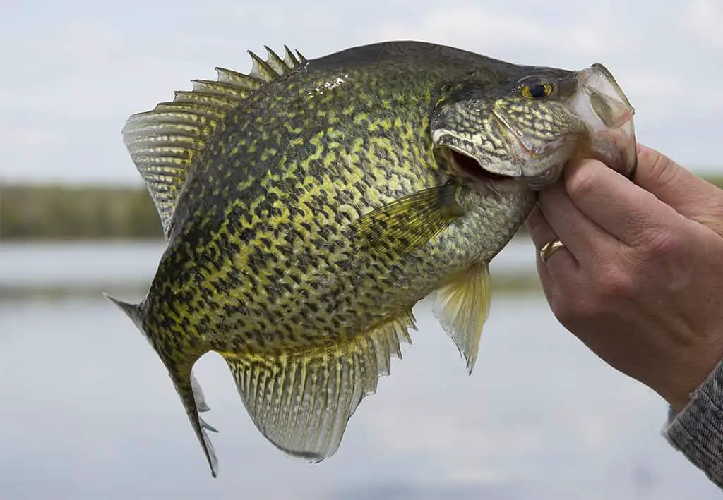 Best Tasting Freshwater Fish to Eat: Crappie