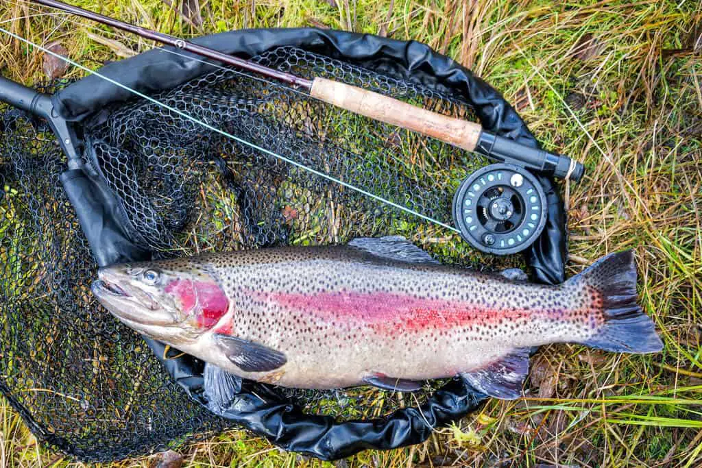 Best Tasting Freshwater Fish to Eat: Trout