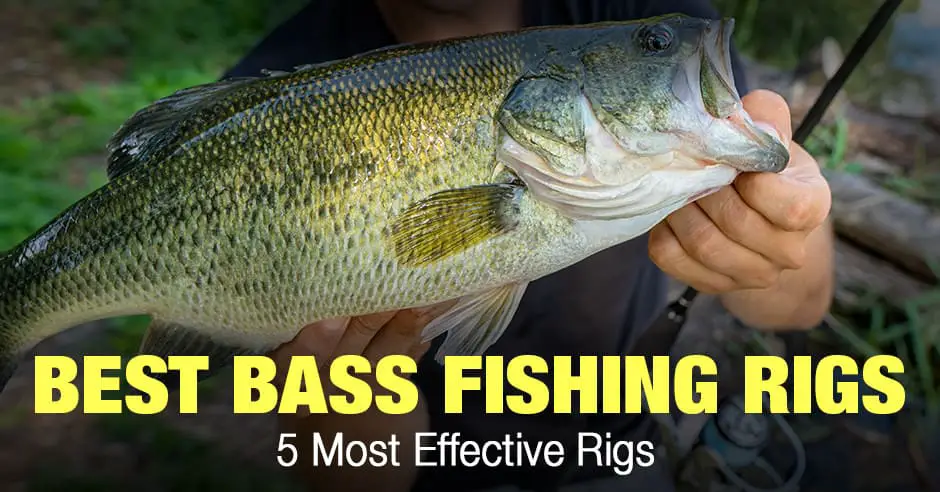 Bass Fishing Rigs Most Effective Rigs